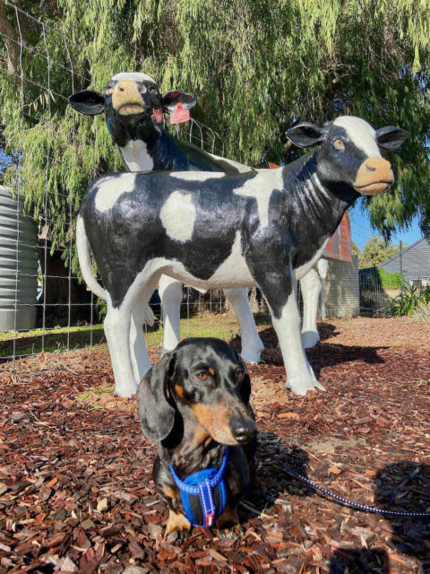 Cowaramup Cow Sculptures