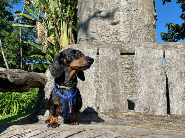 Darwin Botanic Gardens Seat with Dog