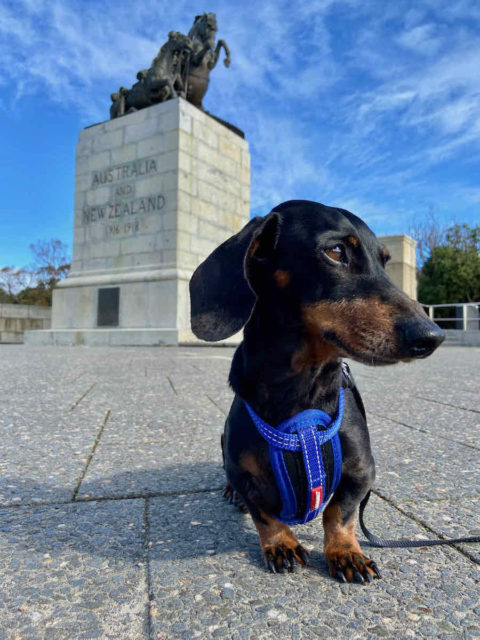 Desert Mounted Corps Memorial with Dog