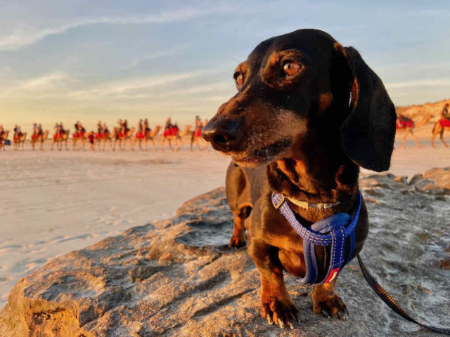 Dog-Friendly Broome