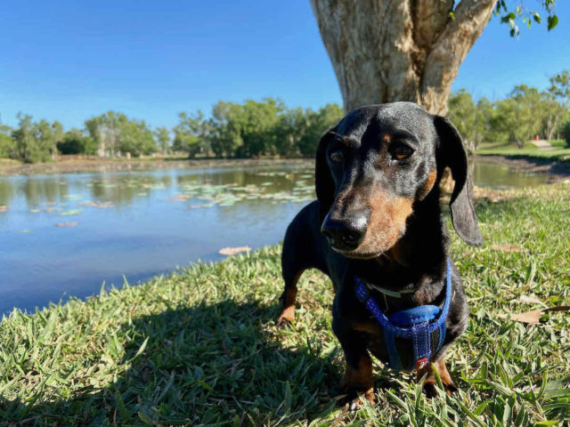 Dog-Friendly Darwin