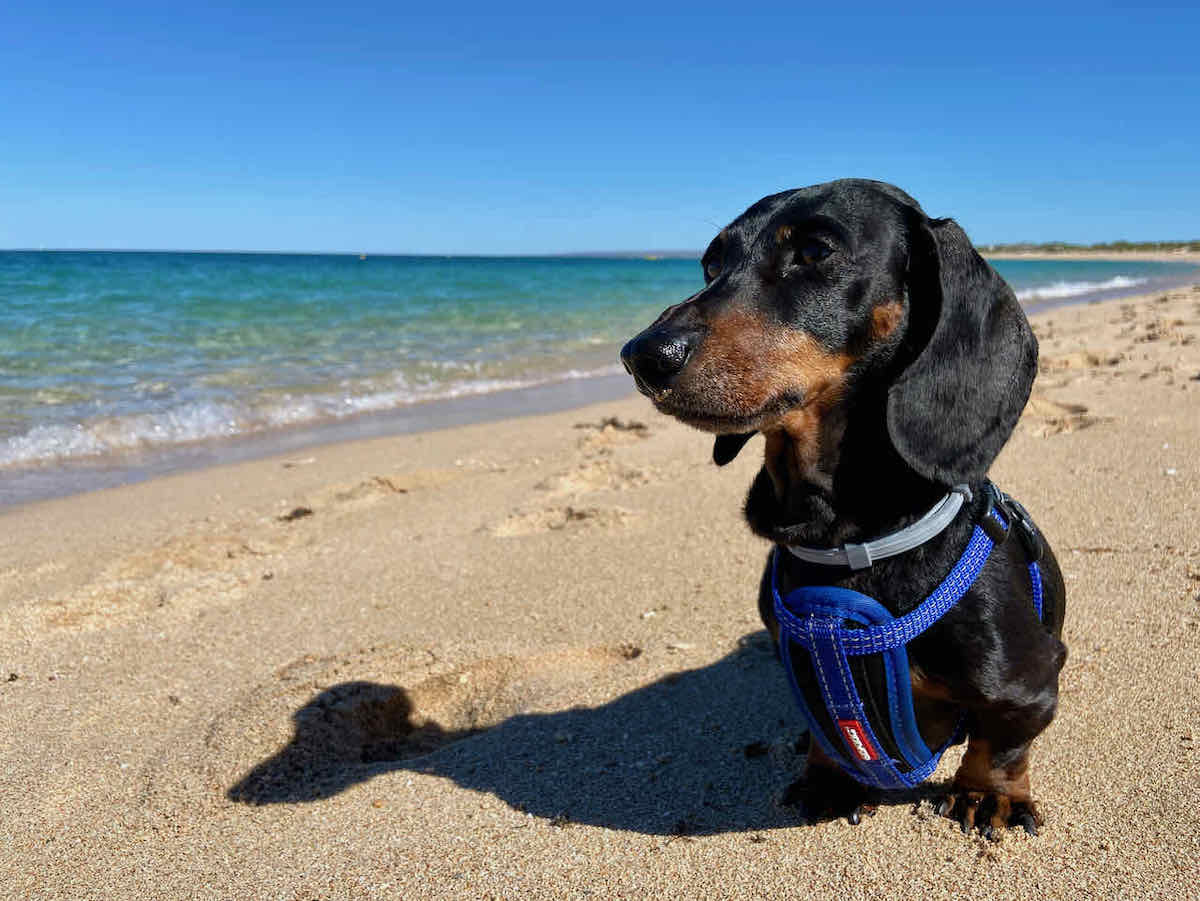 DogFriendly Exmouth, WA Visiting Exmouth with a Dog Travelnuity