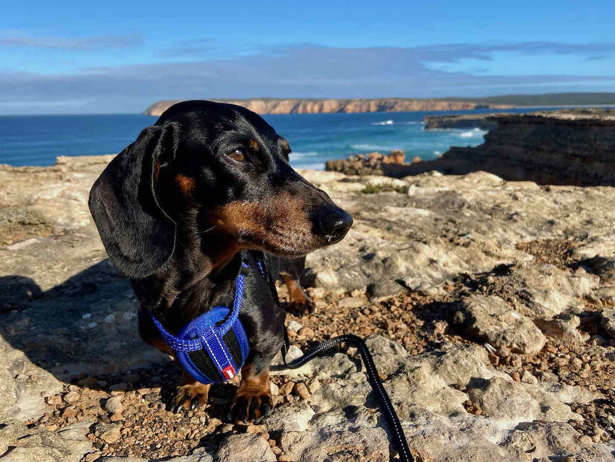 DogFriendly Eyre Peninsula Visiting with a Dog Travelnuity
