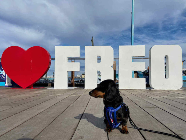 Dog-Friendly Fremantle