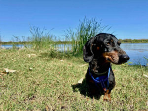 Dog-Friendly Kununurra