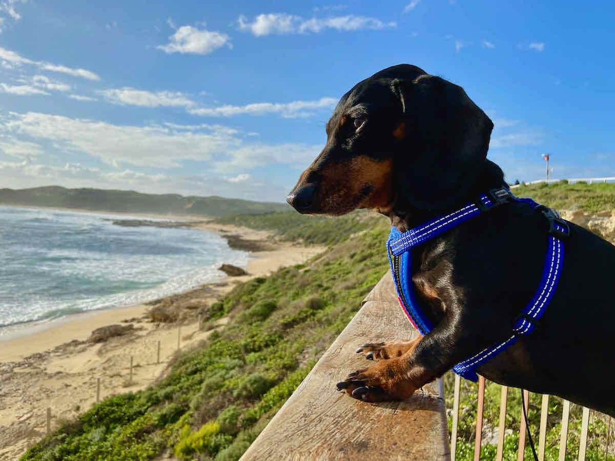 DogFriendly Margaret River, WA Visiting with a Dog Travelnuity