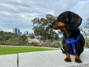 Dog-Friendly Perth