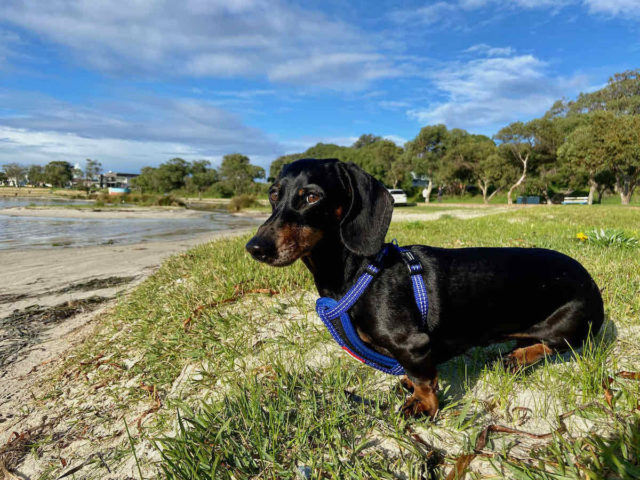 Emu Point Marina Off-Leash Beach