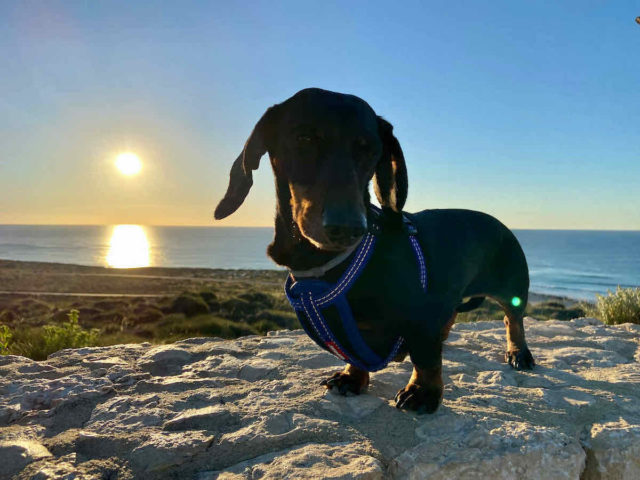 Exmouth Lighthouse Sunset with Dog