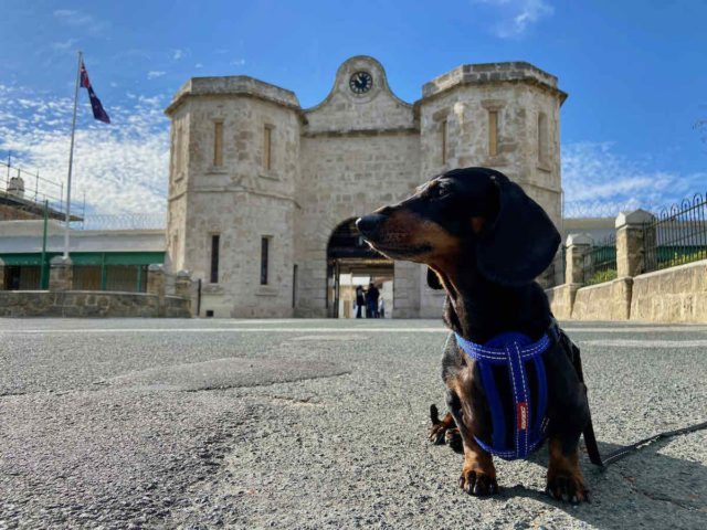 Fremantle Prison with Dog