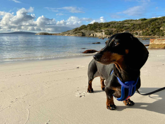 Frenchman Bay Beach with Dog