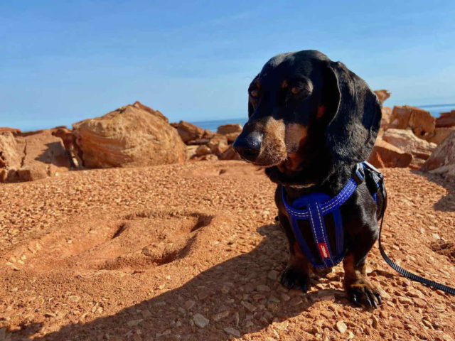 Gantheaume Point Dinosaur Prints with Dog