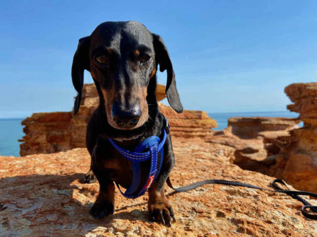 Gantheaume Point with Dog