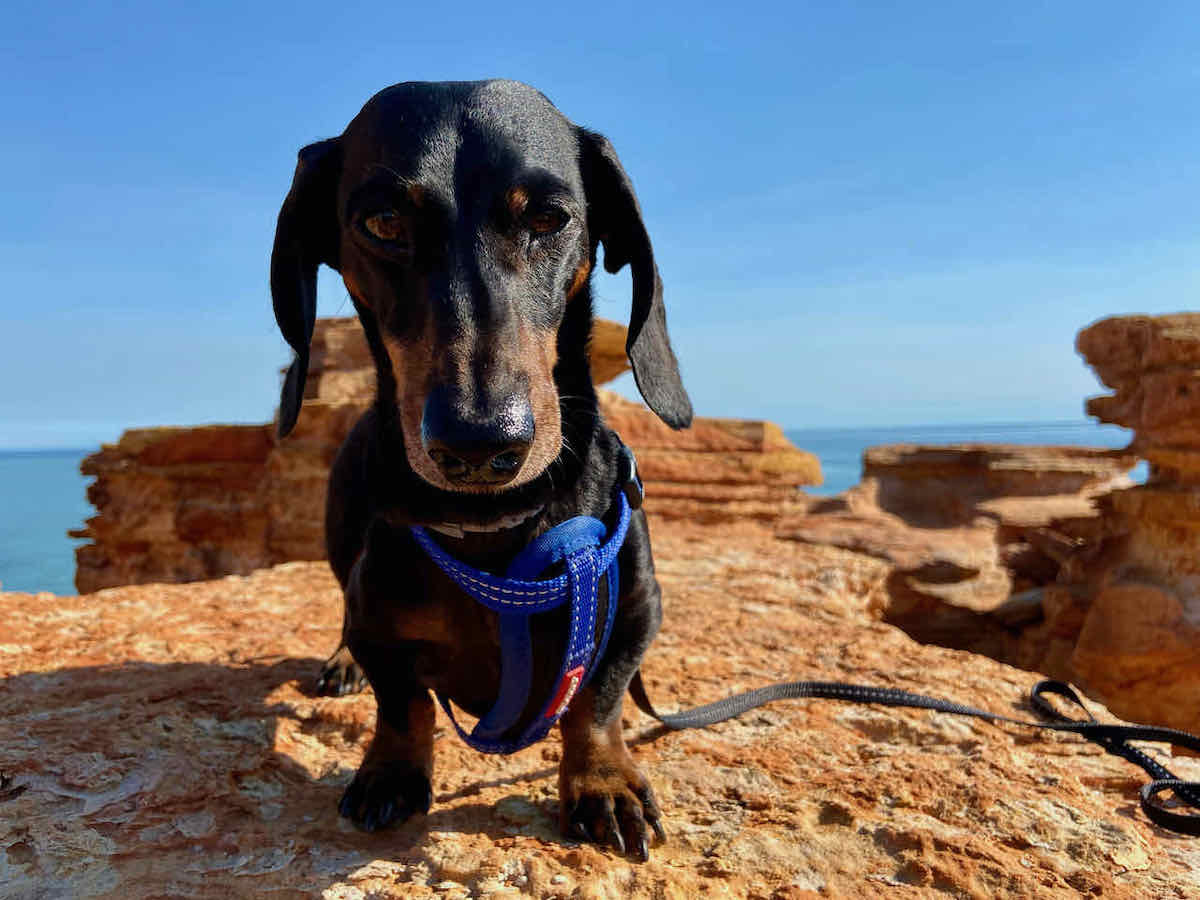 DogFriendly Broome, WA Visiting Broome with a Dog Travelnuity