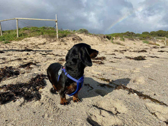 Gracetown Off-Leash Dog Beach