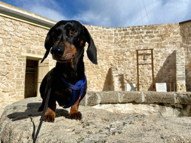 Inside Fremantle Round House with Dog