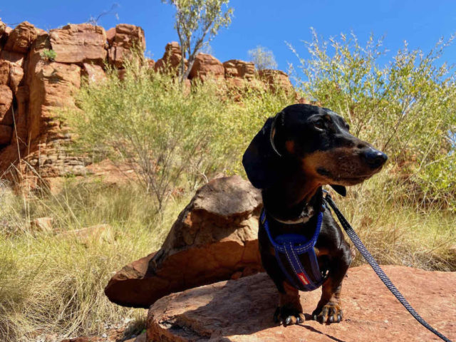 Kellys Knob Lookout with Dog