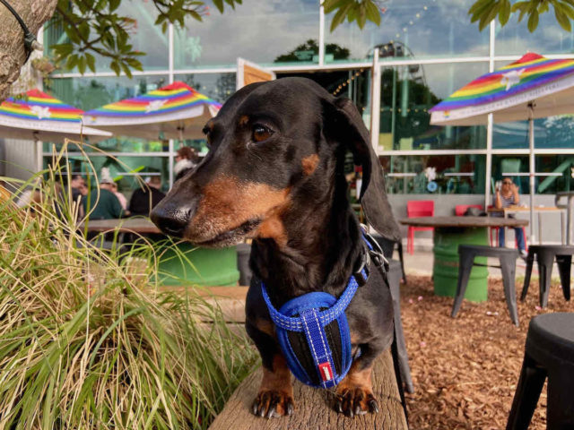 Little Creatures Beer Garden with Dog