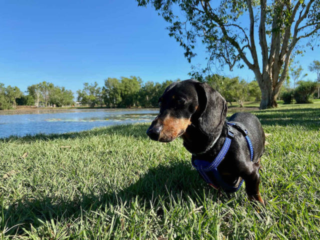 Marlow Lagoon Dog Park with Dog