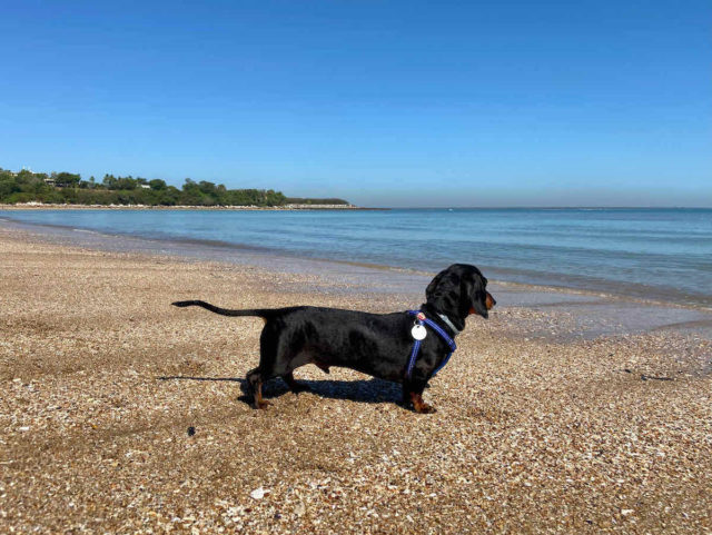 Mindil Beach with Dog