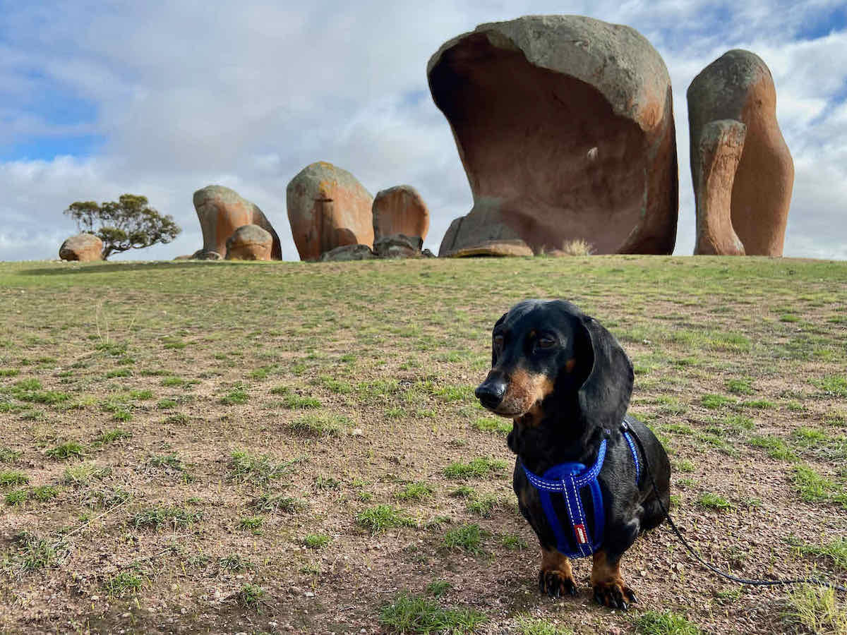 DogFriendly Eyre Peninsula Visiting with a Dog Travelnuity