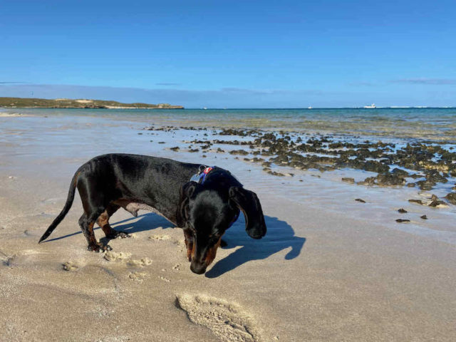 Paradise Beach Coral Bay with Dog