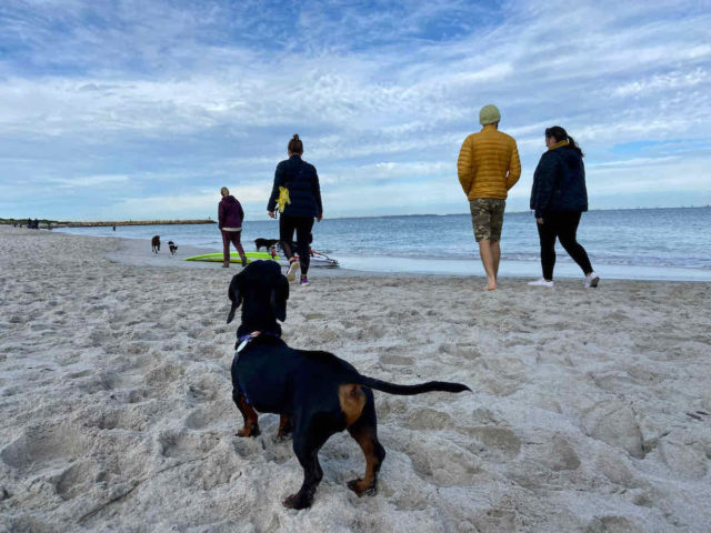 South Fremantle Dog Beach