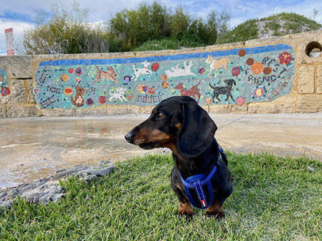 South Fremantle Dog Beach Mosaic
