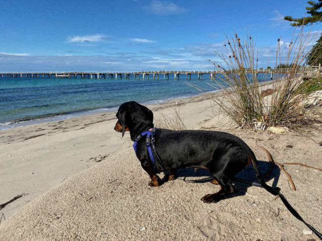 Tumby Bay Beach with Dog