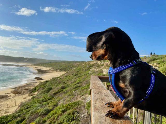 Watching the Surf at Surfers Point