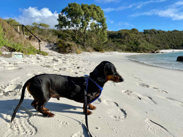 Whalers Cove with Dog