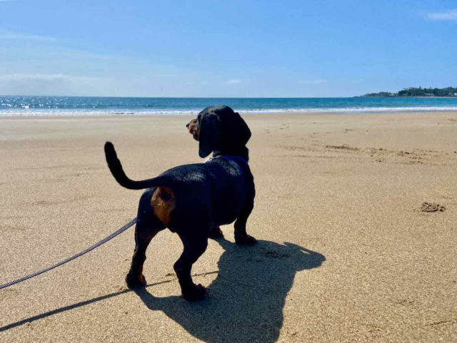 Bucasia Beach with Dog