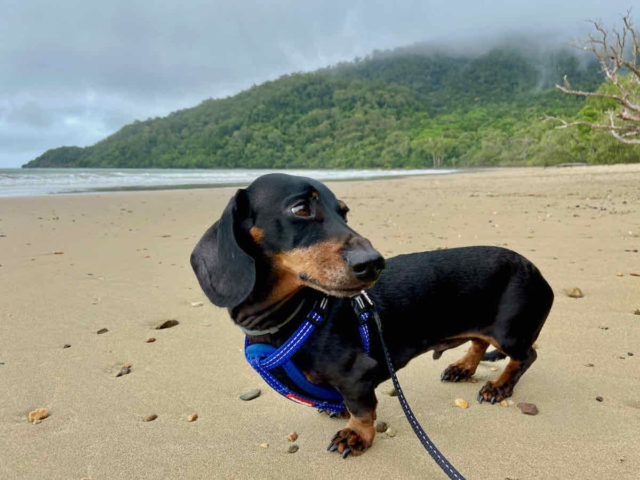 Cow Bay Beach with Dog