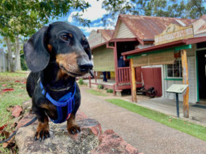 Dog-Friendly Atherton Tablelands