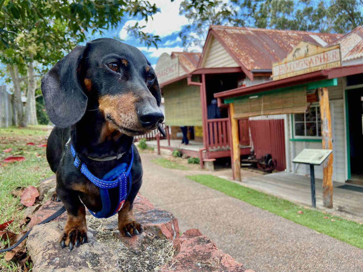 DogFriendly Atherton Tablelands Visiting with a Dog Travelnuity