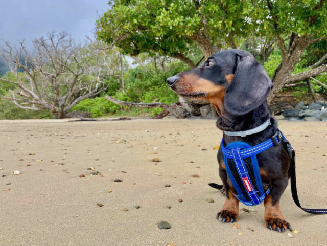 Dog-Friendly Cape Tribulation