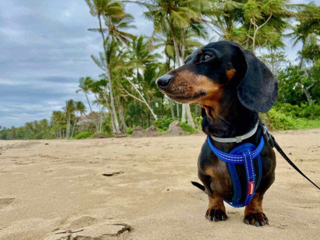 Dog-Friendly Mission Beach