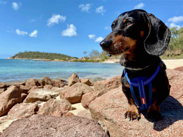 Dog-Friendly Whitsundays