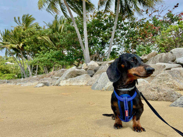 Dog Walks on South Missiong Beach