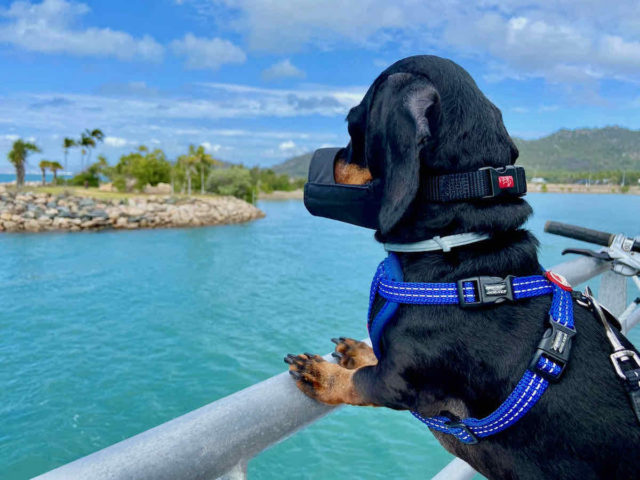 Dog on Ferry to Magnetic Island