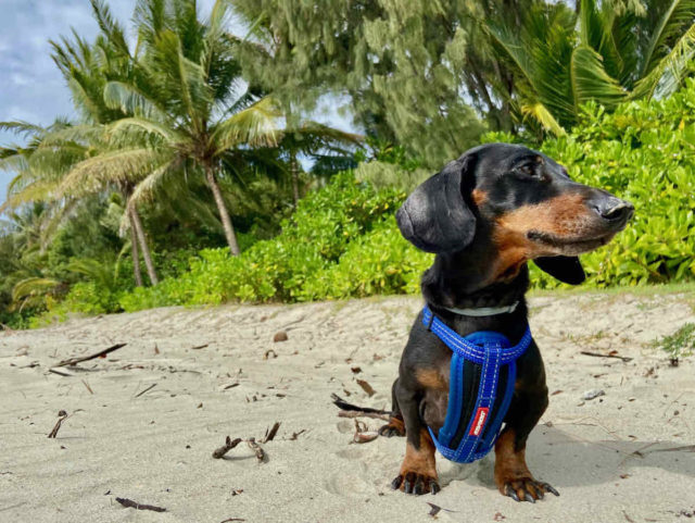 Four Mile Beach with Dog