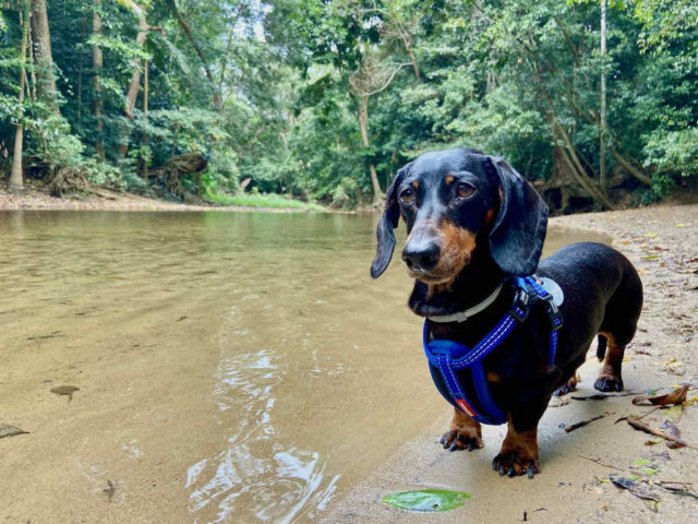 Goomboora Park Dog Swimming Beach