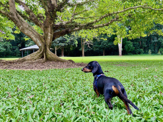 Goomboora Park with Dog