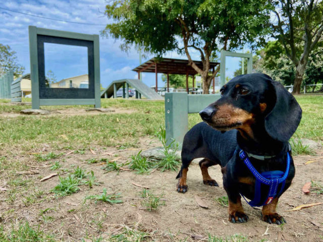 Gooseponds Dog Park with Dog