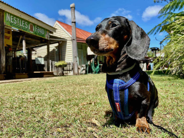 Historic Village Herberton with Dog