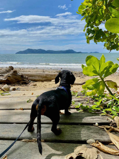 Lovers Beach with Dog