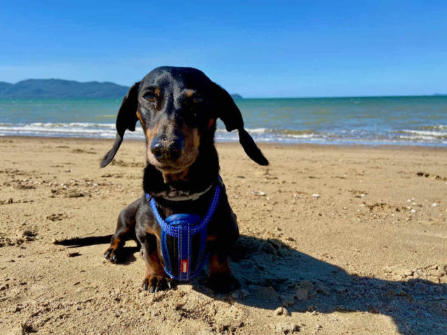 Off-Leash Palleranda Beach