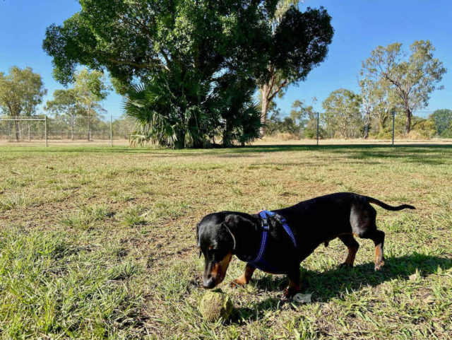 Playing at Katherine Dog Park