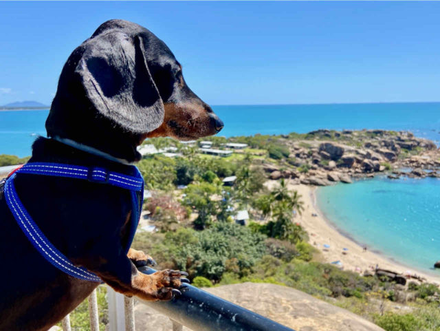 Rotary Lookout with Dog