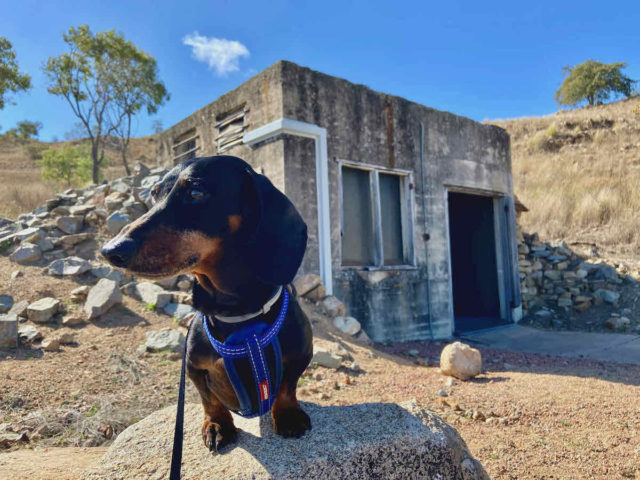 WWII Bunkers with Dog